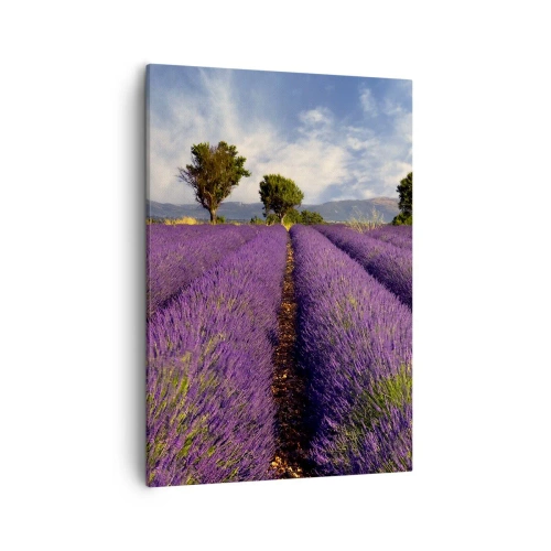 Obraz na plátně - Levandulová pole - 50x70 cm