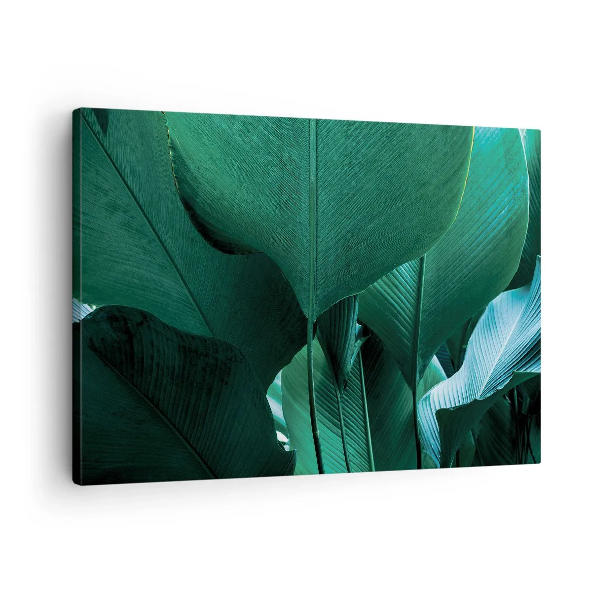 Obraz na plátně - Zelené listy v minimalistické kompozici - 70x50cm - Obrácené ke světlu - Moderní nástěnná dekorace do obývacího pokoje a ložnice ARTTOR