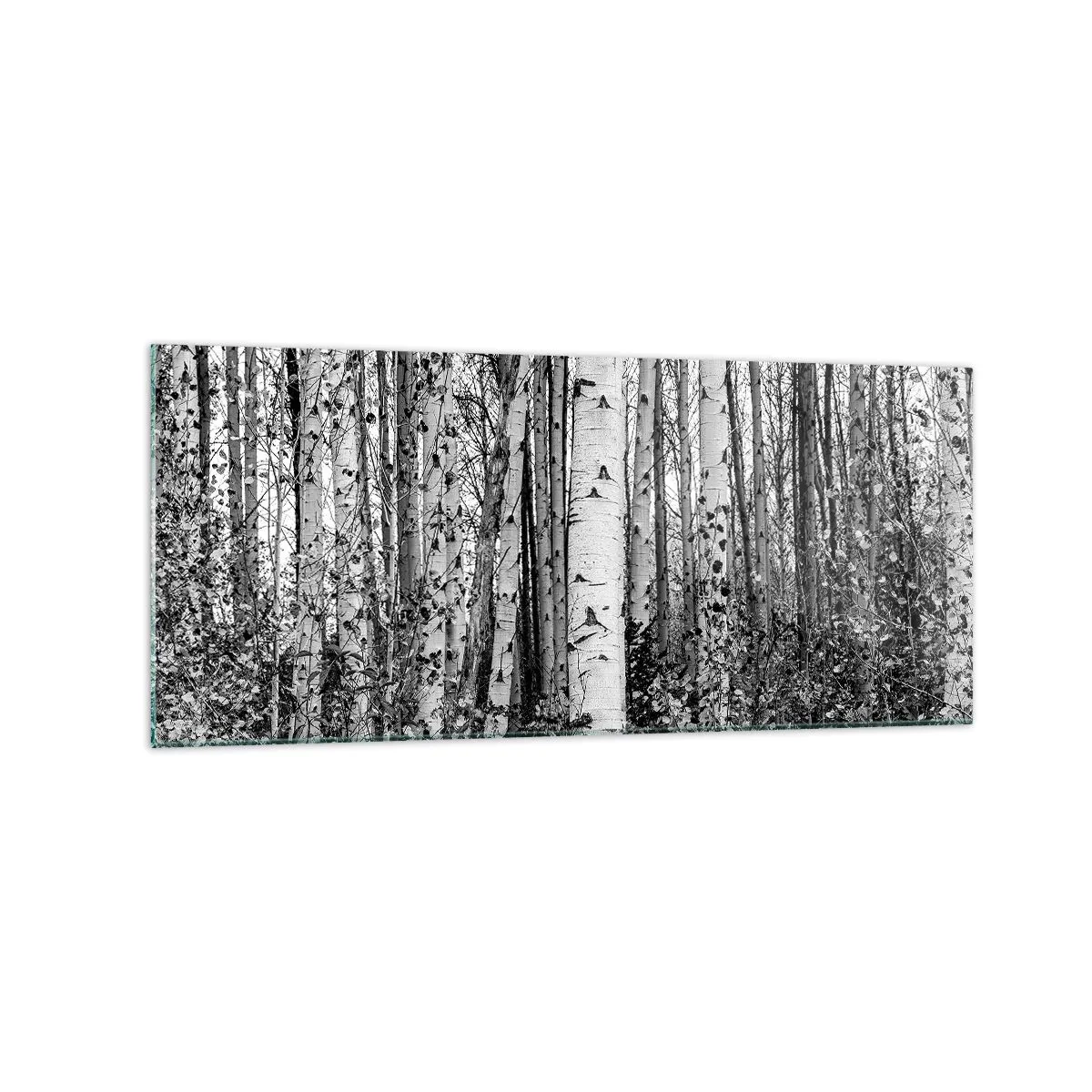 Obraz na skle - Březová kolonáda - 120x50 cm