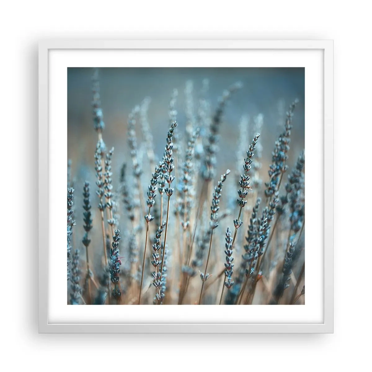 Plakát v bílém rámu - Voňavý lán - 50x50 cm