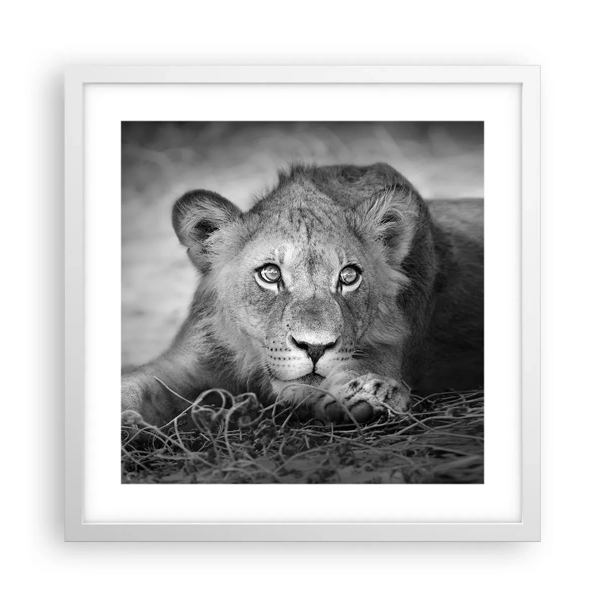 Plakát v bílém rámu - Královské štěně - 40x40 cm