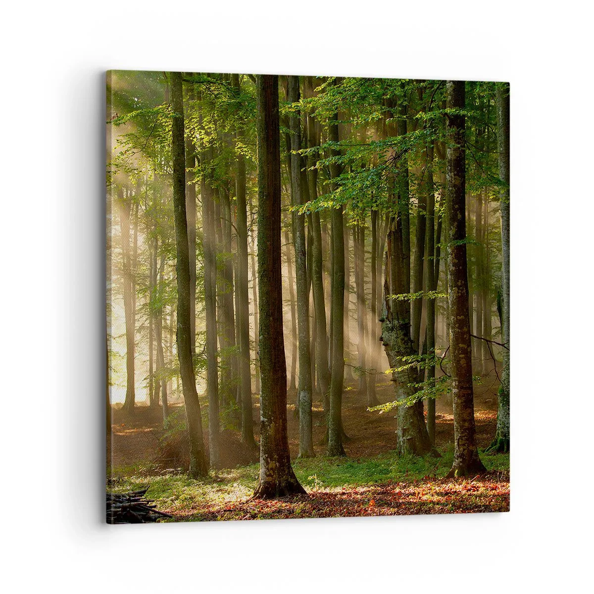 Obraz na plátně - Rozzářený v jarním ránu - 70x70 cm