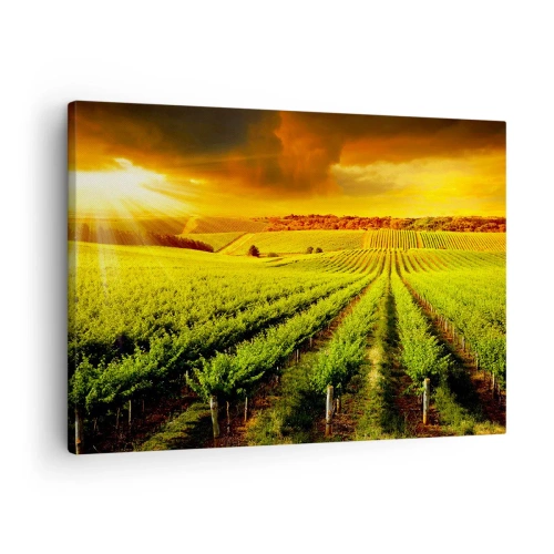 Obraz na plátně - Zlaté vinice ozářené slunečními paprsky - 70x50cm - Pod australským sluncem - Moderní nástěnná dekorace do obývacího pokoje a ložnice ARTTOR