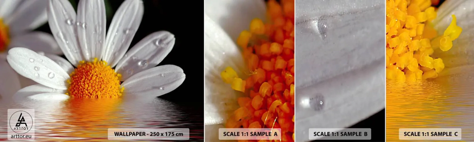 Fototapeta Vzorek Standard Eco - Vycházející slunce sedmikrásky - Květ, Heřmánek, Příroda - 100x30 cm