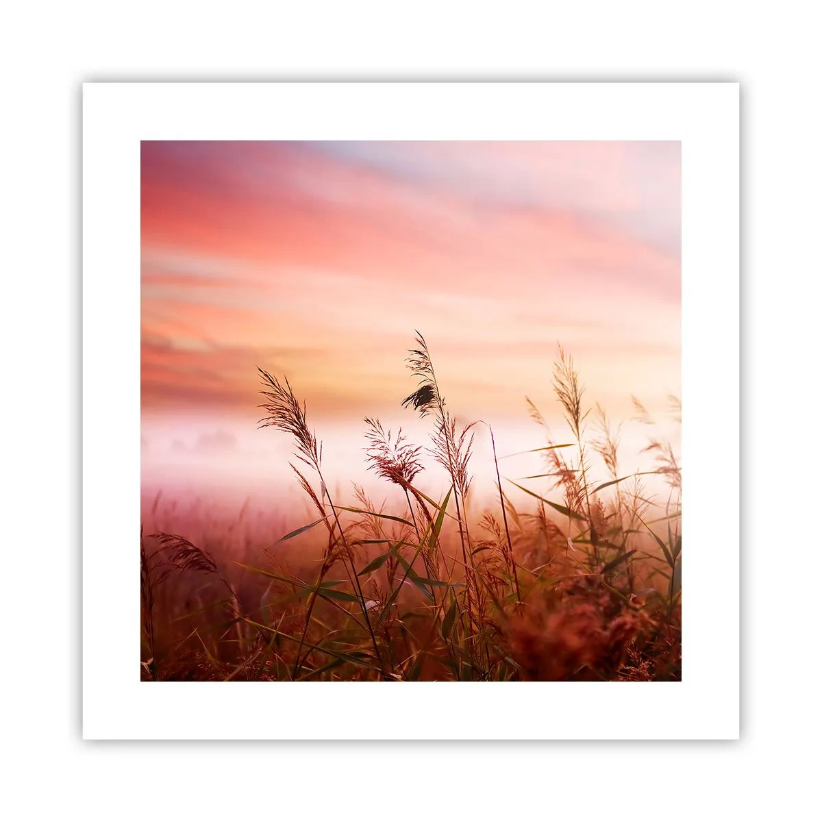 Plakát - Draci, pampelišky a vítr - 40x40 cm