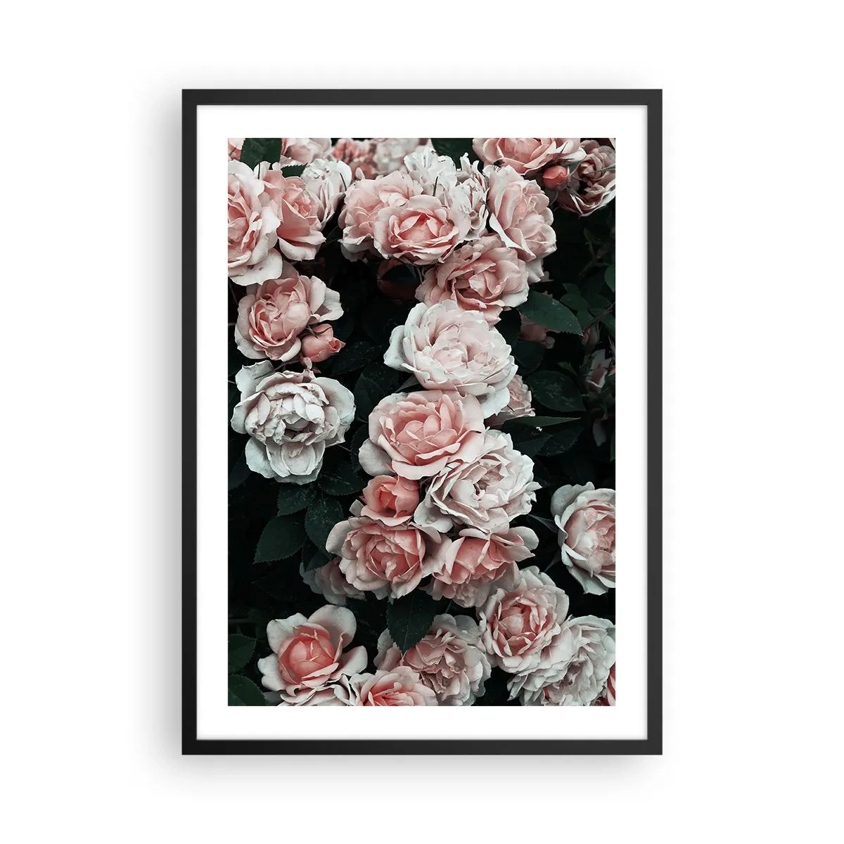 Plakát v černém rámu - Kytice růží v jemných odstínech růžové na tmavém pozadí - 50x70cm - Růžový ansámbl - Moderní nástěnná dekorace do obývacího pokoje a ložnice ARTTOR