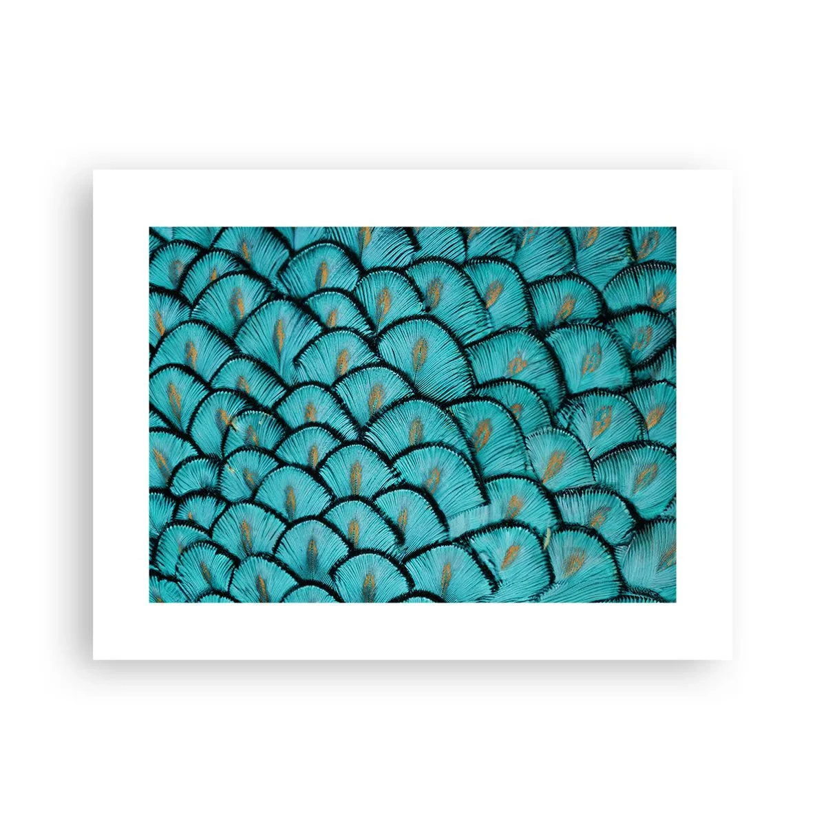 Plakát - Velká slavnost peří - 40x30 cm