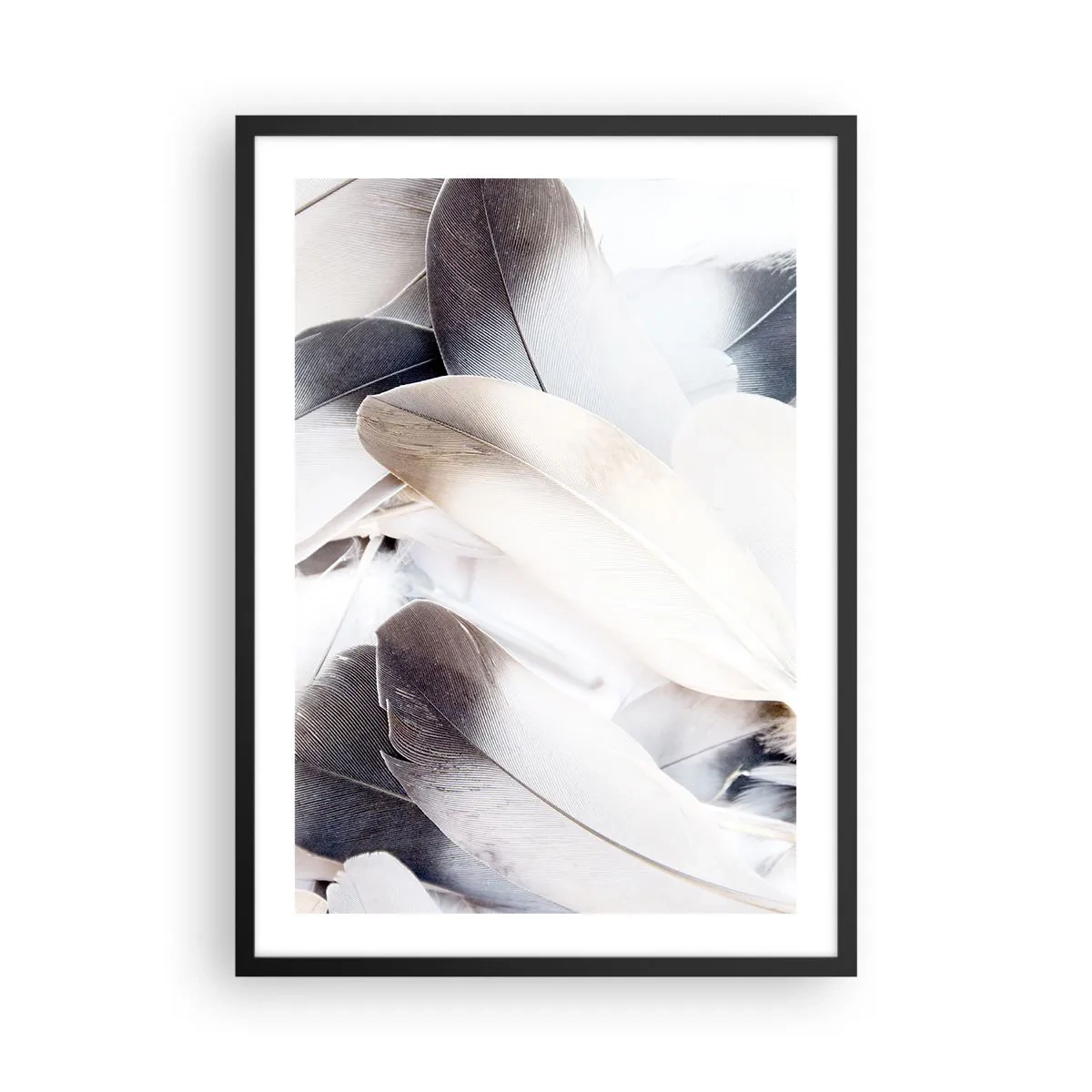 Plakát v černém rámu - Jemné peří v jasné, minimalistické kompozici - 50x70cm - Téměř andělské - Moderní nástěnná dekorace do obývacího pokoje a ložnice ARTTOR