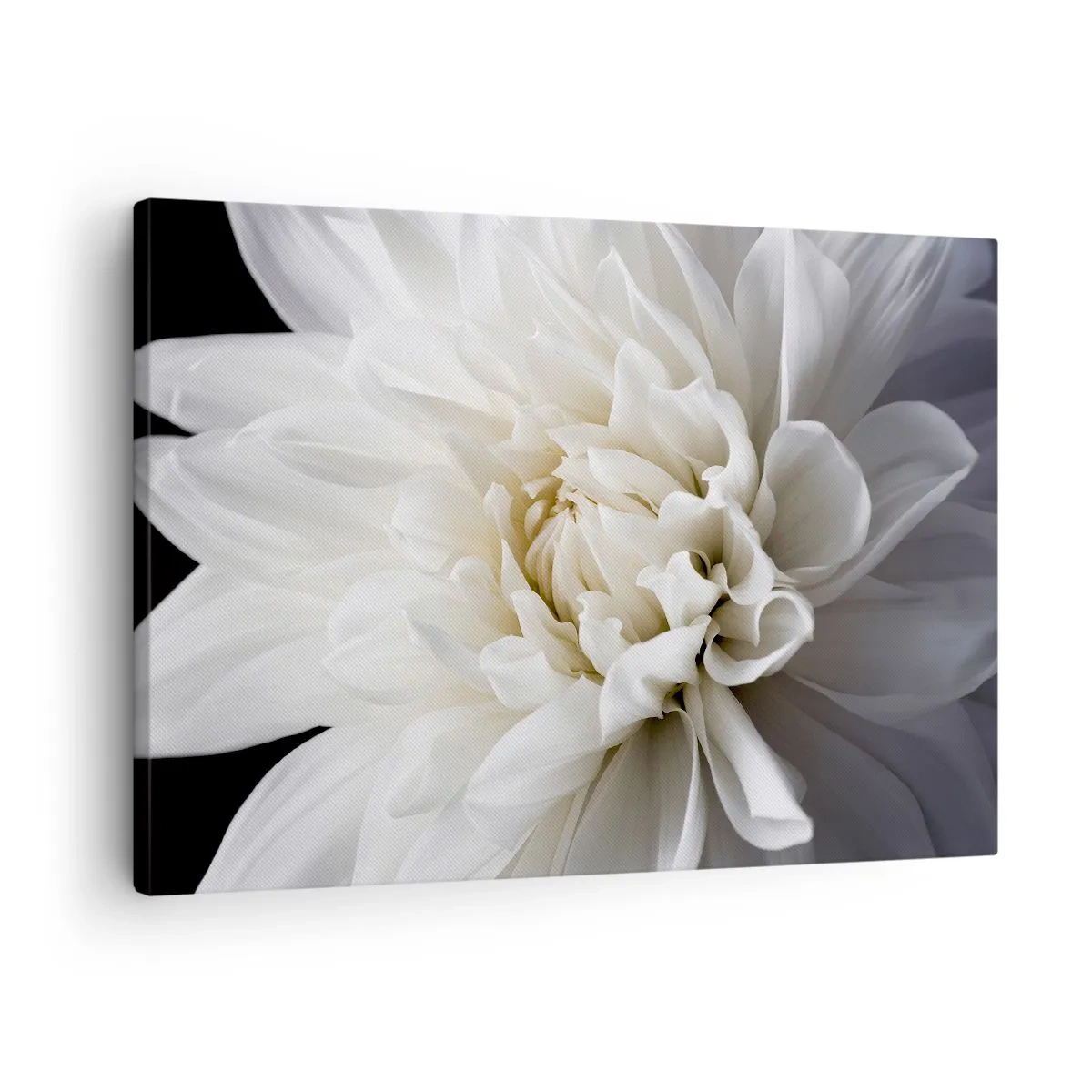 Obraz na plátně - Jemný bílý květ na černém pozadí v elegantní kompozici - 70x50cm - Dopoledne s nevěstou - Moderní nástěnná dekorace do obývacího pokoje a ložnice ARTTOR