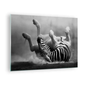 Obraz na skle - Zebra ležící v africké savaně - 70x50cm - Je to k popukání - Moderní nástěnná dekorace do obývacího pokoje a ložnice ARTTOR