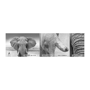 Vzor Fototapety Premium Canvas - Vítejte v mém světě - Slon, Afrika, Zvířata - 100x30 cm