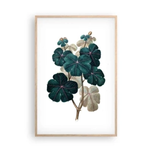 Plakát v rámu světlý dub - Ze starého herbáře - 61x91 cm
