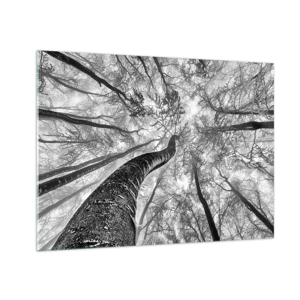 Obraz na skle - Černobílé stromy vyfotografované zdola směrem k nebi - 70x50cm - Závod ke světlu - Moderní nástěnná dekorace do obývacího pokoje a ložnice ARTTOR
