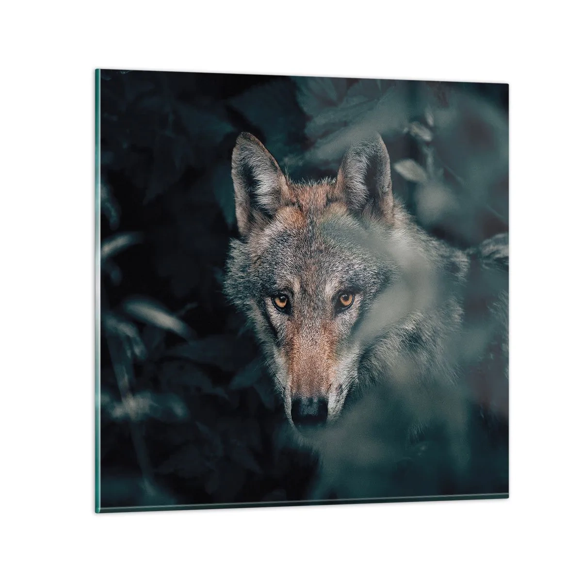 Obraz na skle - Predátor - 30x30 cm