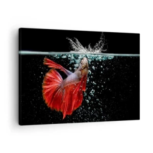 Obraz na plátně - Nádherná betta ve vodě na tmavém pozadí - 70x50cm - Máš tři přání - Moderní nástěnná dekorace do obývacího pokoje a ložnice ARTTOR