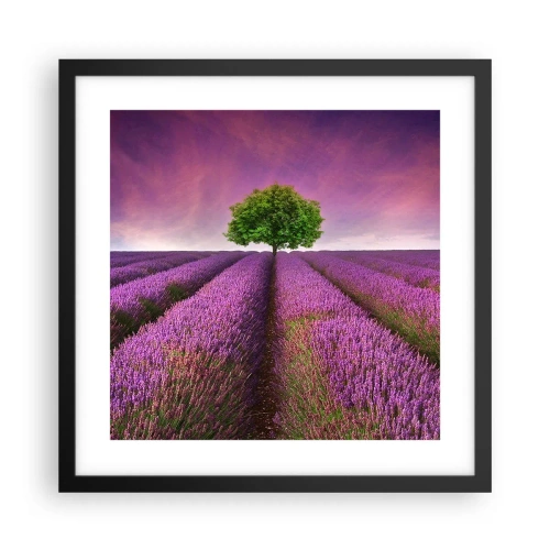 Plakát v černém rámu - Na levandulových polích - 40x40 cm