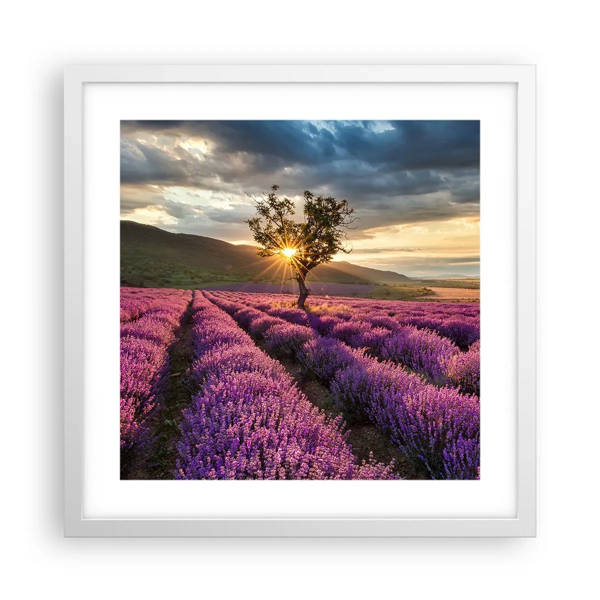 Plakát v bílém rámu - Aroma v barvě lila - 40x40 cm