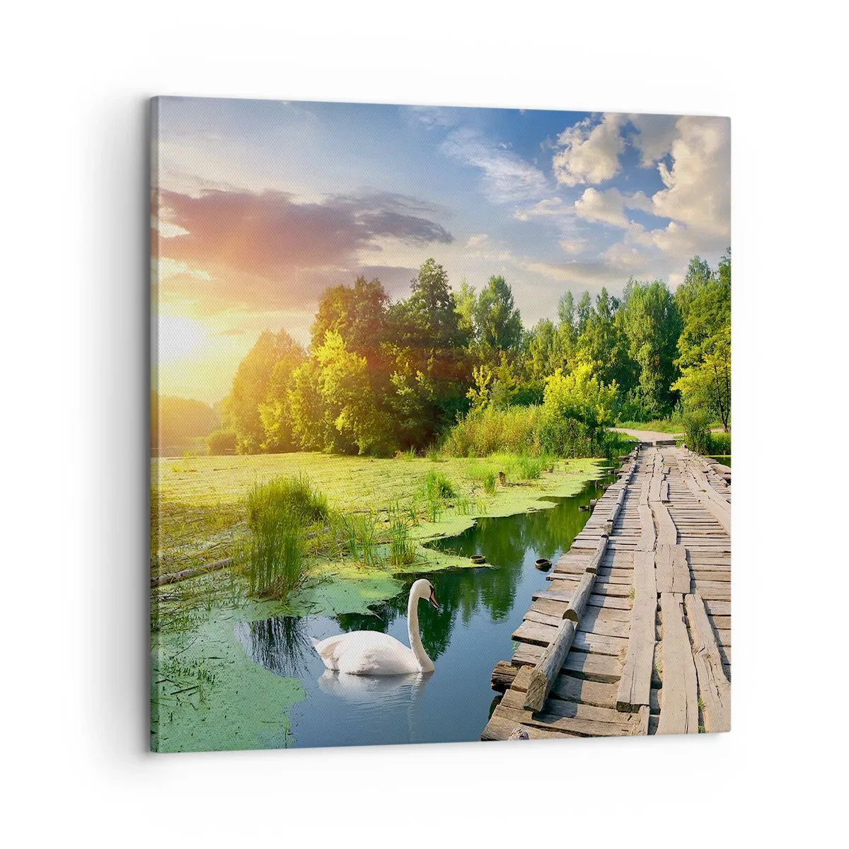Obraz na plátně - Léto, léto všude - 60x60 cm