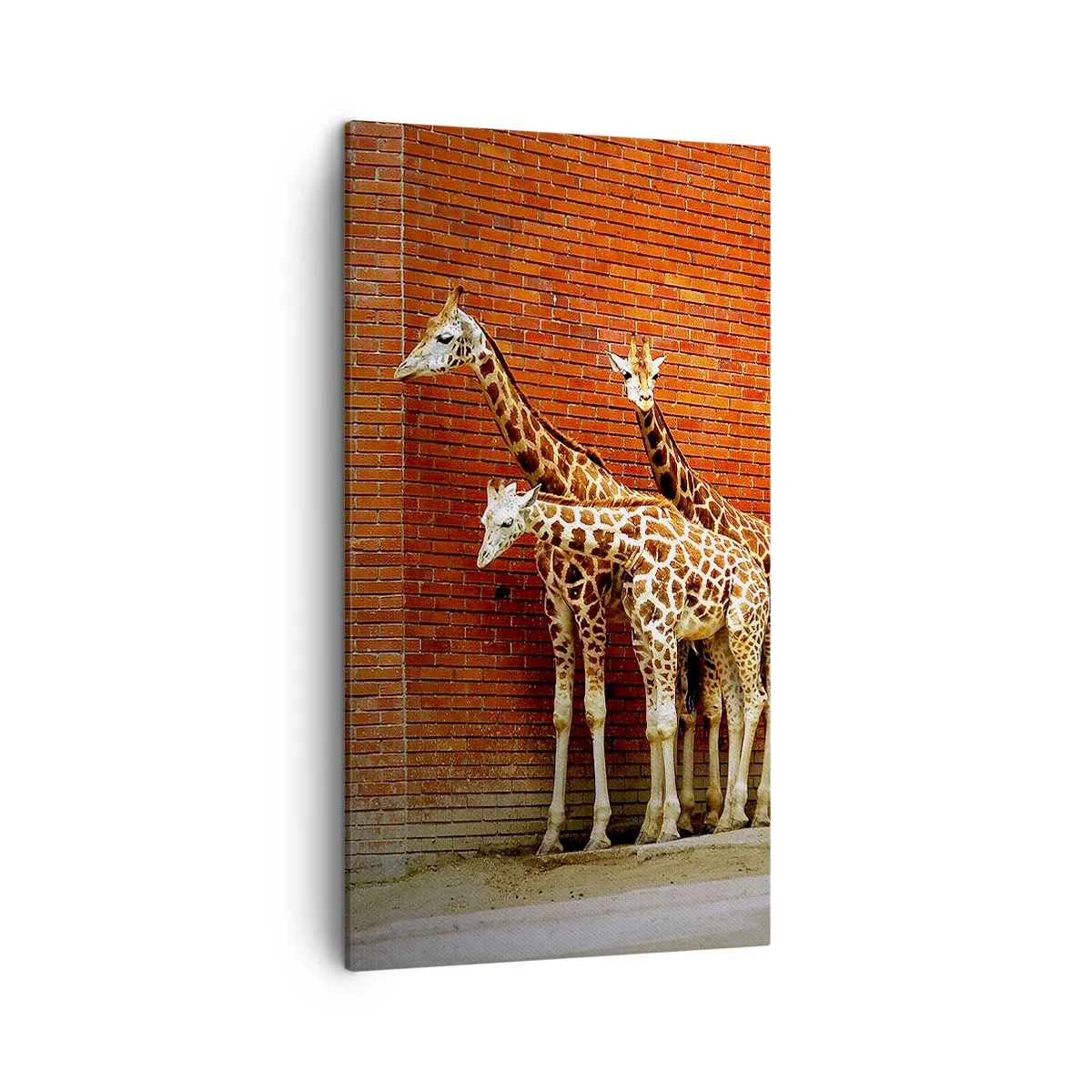 Obraz na plátně - Vidíte nějaký akát? - 45x80 cm