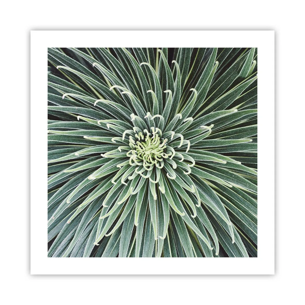 Plakát - Zrození hvězdy - 50x50 cm