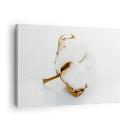 Obraz na plátně - Větev bavlny na světlém pozadí v minimalistickém pojetí - 70x50cm - Měkká od přírody - Moderní nástěnná dekorace do obývacího pokoje a ložnice ARTTOR