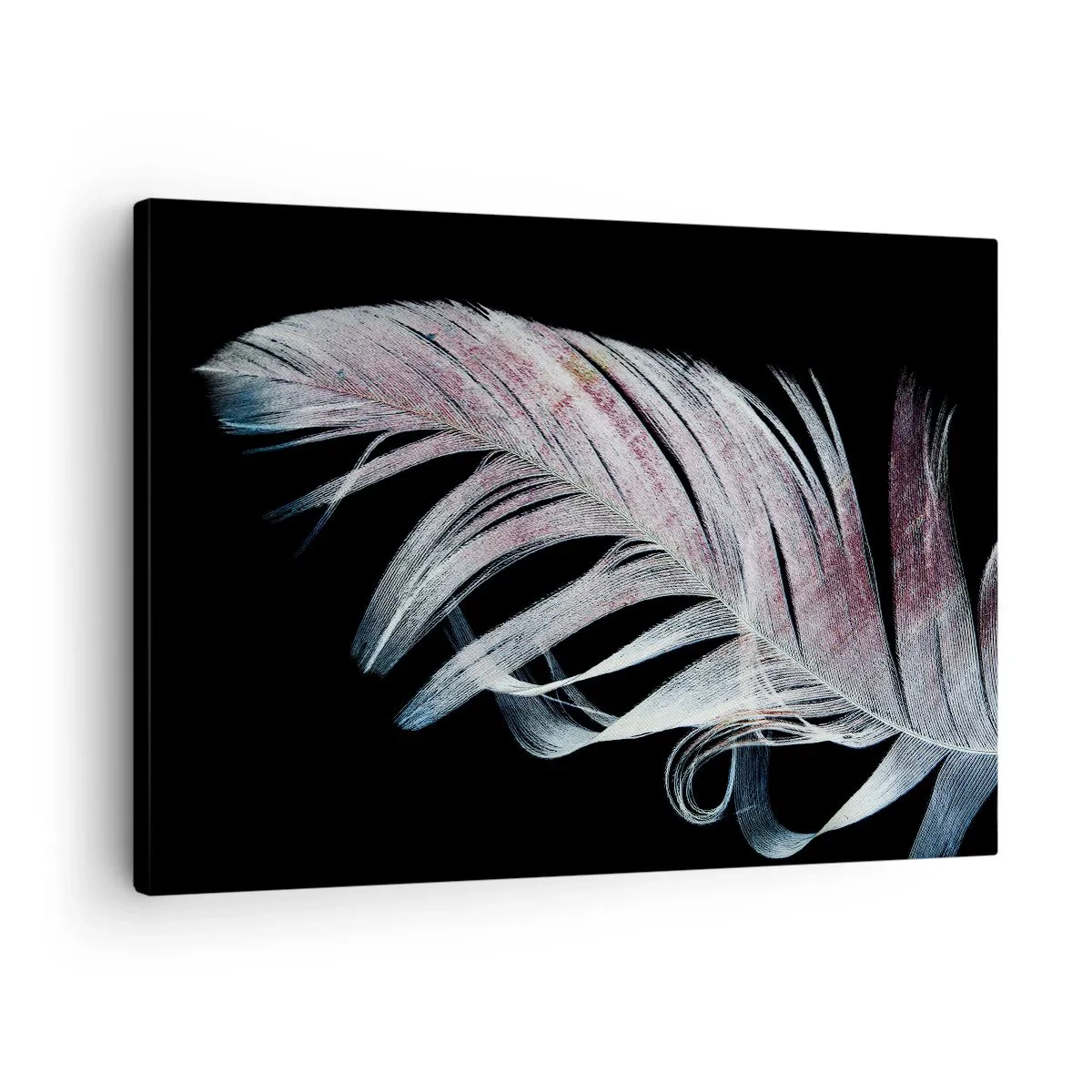 Obraz na plátně - Jemné pírko na černém pozadí v uměleckém pojetí - 70x50cm - Přemýšlejte o dotyku - Moderní nástěnná dekorace do obývacího pokoje a ložnice ARTTOR