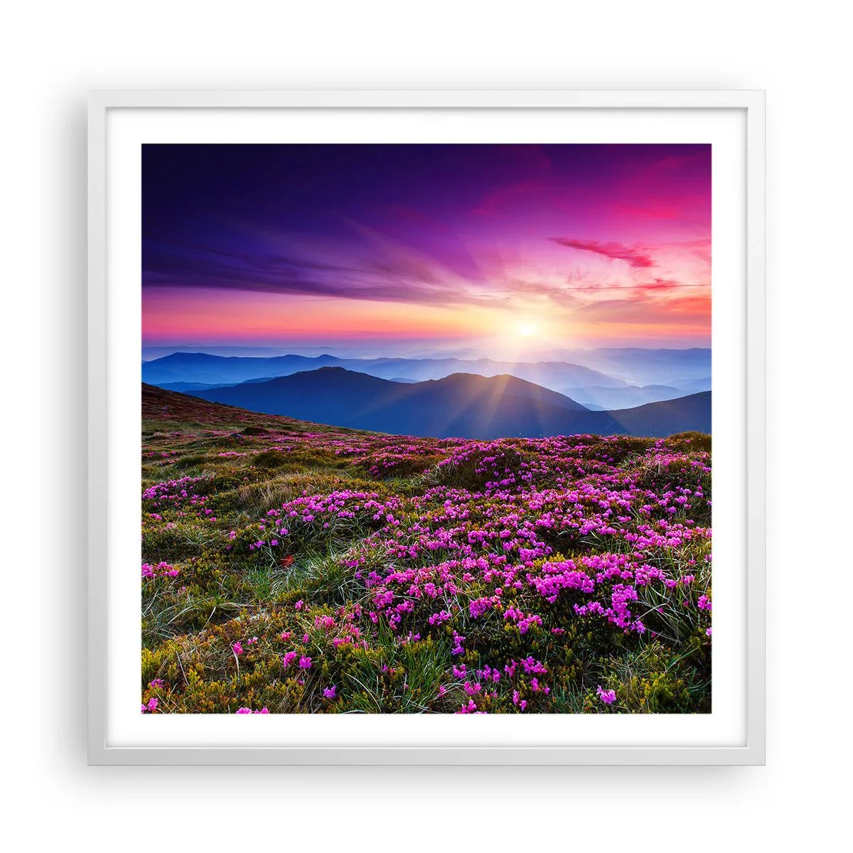 Plakát v bílém rámu - Zavoněly svěží pupeny bylinek z obilných polí - 60x60 cm