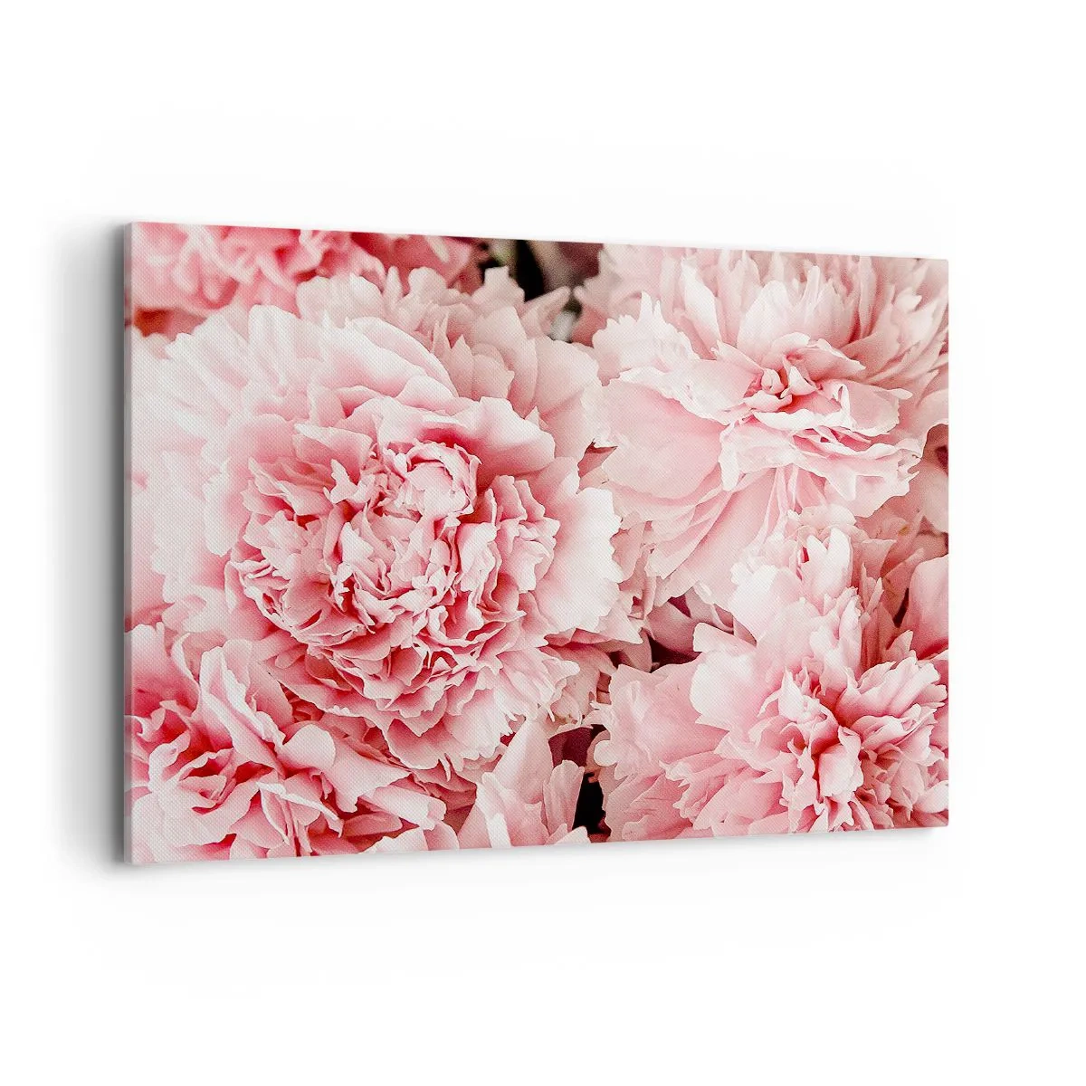 Obraz na plátně - Růžový sen - 100x70 cm