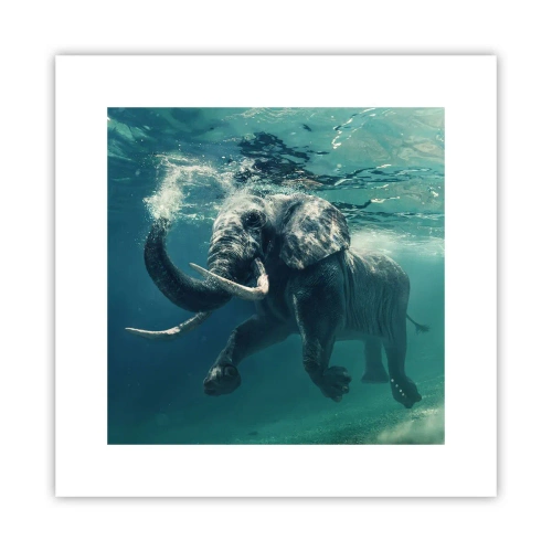 Plakát - Všichni rádi plavou - 30x30 cm