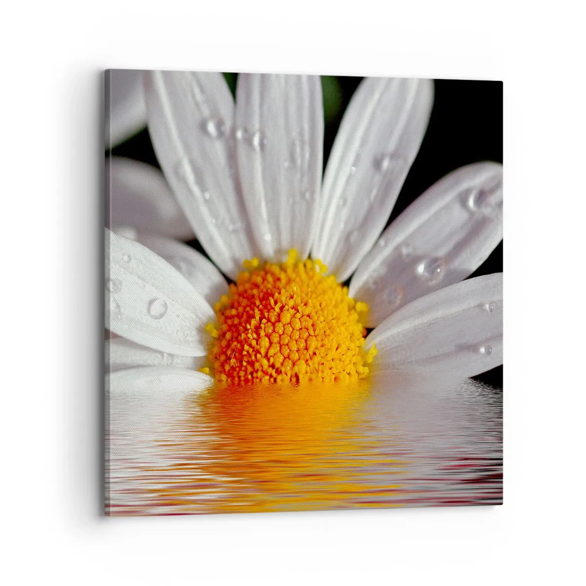 Obraz na plátně - Vycházející slunce sedmikrásky - 70x70 cm