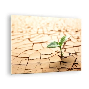 Obraz na skle - Mladá rostlina rostoucí ze suché, popraskané země - 70x50cm - Nespoutaná síla života - Moderní nástěnná dekorace do obývacího pokoje a ložnice ARTTOR