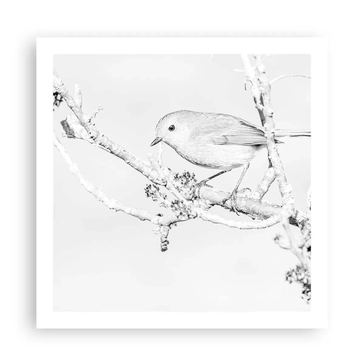 Plakát - Zimní ráno - 60x60 cm