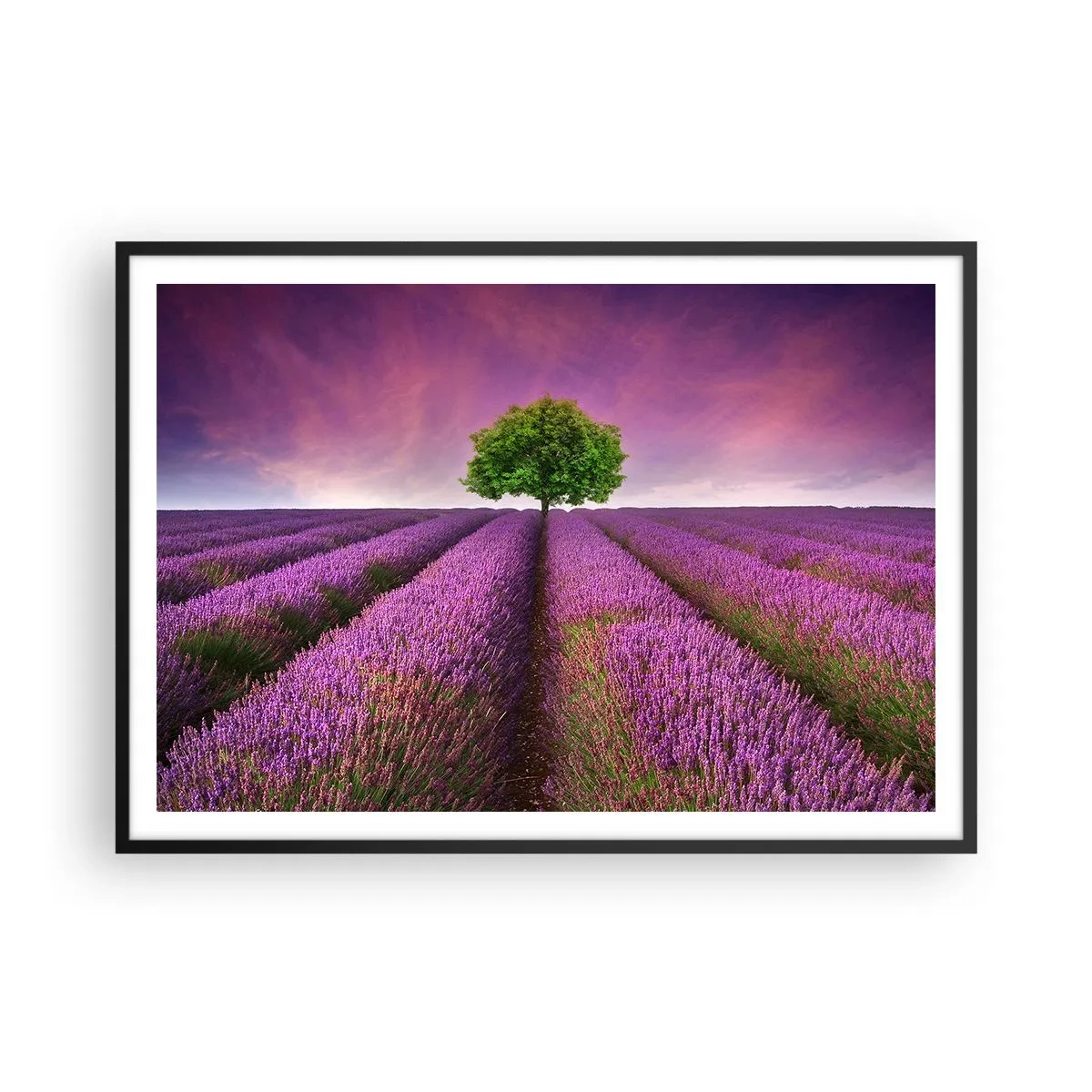 Plakát v černém rámu - Na levandulových polích - 100x70 cm