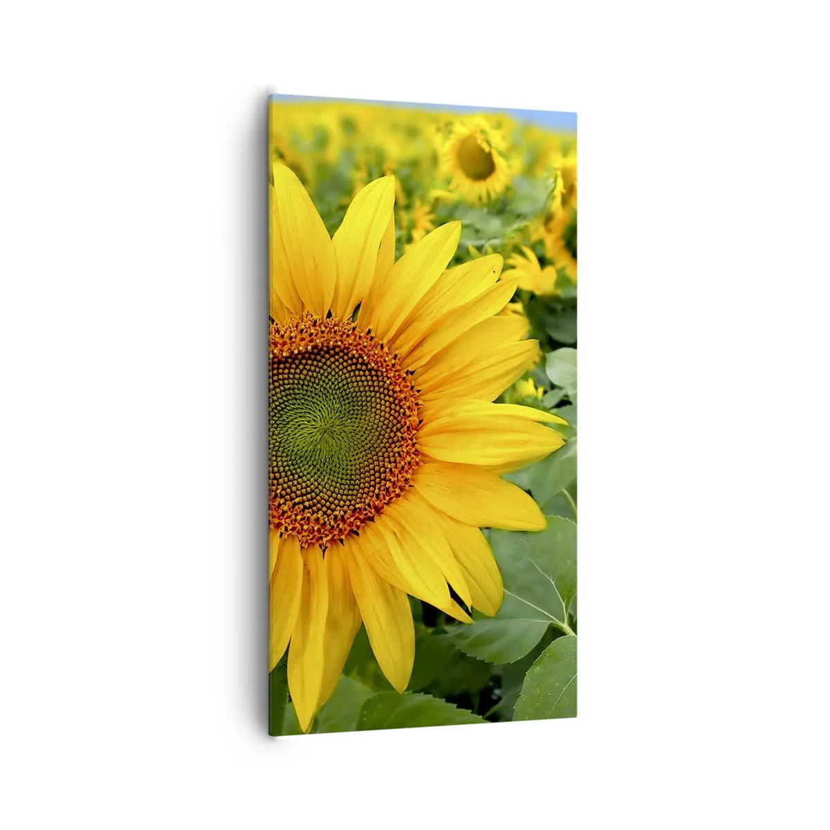 Obraz na plátně - Zahořely stovky sluncí - 65x120 cm