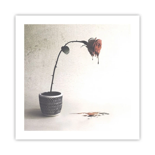 Plakát - Rosa dolorosa - 50x50 cm