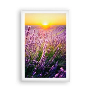 Plakát v bílém rámu - Voňavý lán - 61x91 cm
