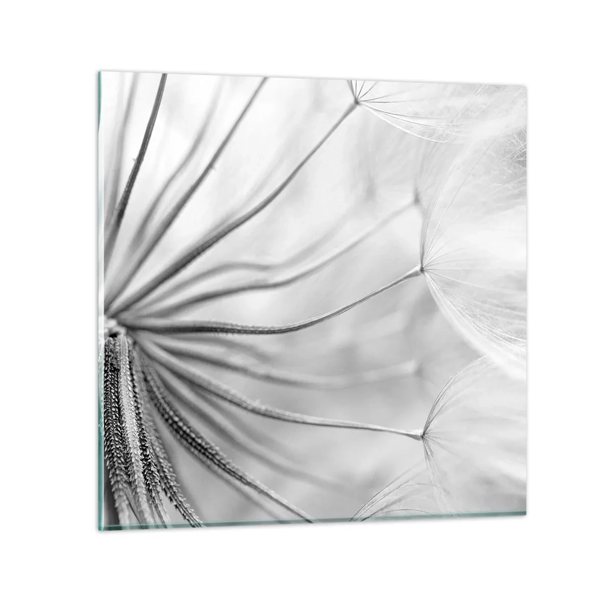 Obraz na skle - Pampelišky - 60x60 cm