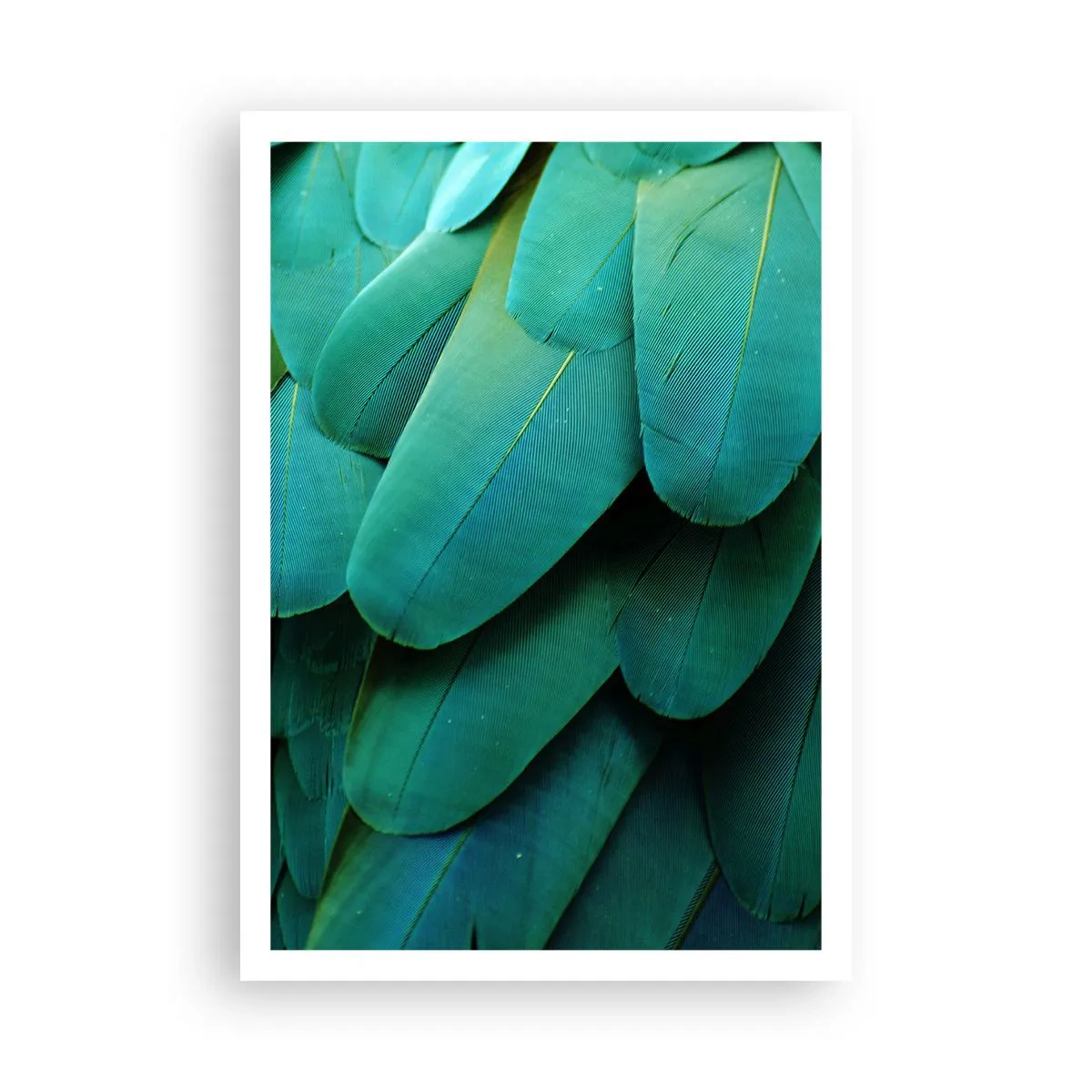 Plakát - Přesnost papouščí povahy - 70x100 cm