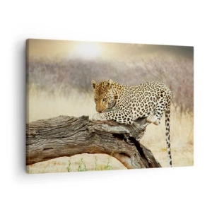 Obraz na plátně - Leopard odpočívající na kmeni stromu v savaně - 70x50cm - Chodím vlastními cestami - Moderní nástěnná dekorace do obývacího pokoje a ložnice ARTTOR