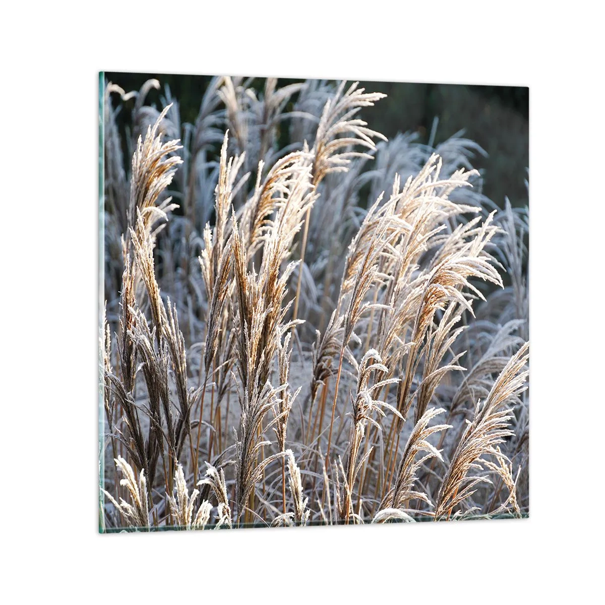 Obraz na skle - Mrazem pokryté - 70x70 cm
