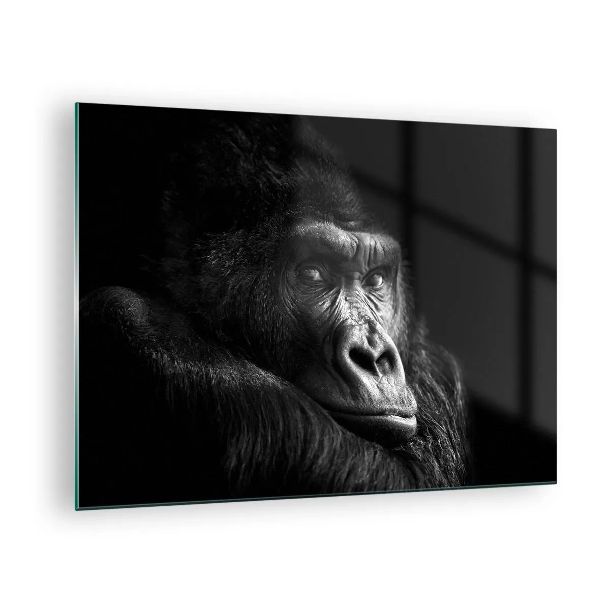 Obraz na skle - Černobílý portrét gorily ve stínu okna - 70x50cm - Na co tak koukáš? - Moderní nástěnná dekorace do obývacího pokoje a ložnice ARTTOR