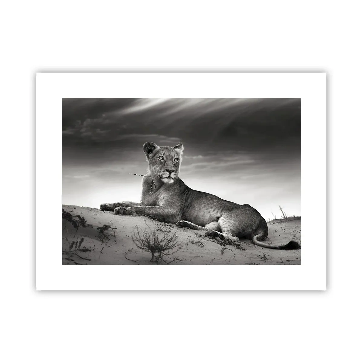 Plakát - Odpočinek královny pouště - 40x30 cm