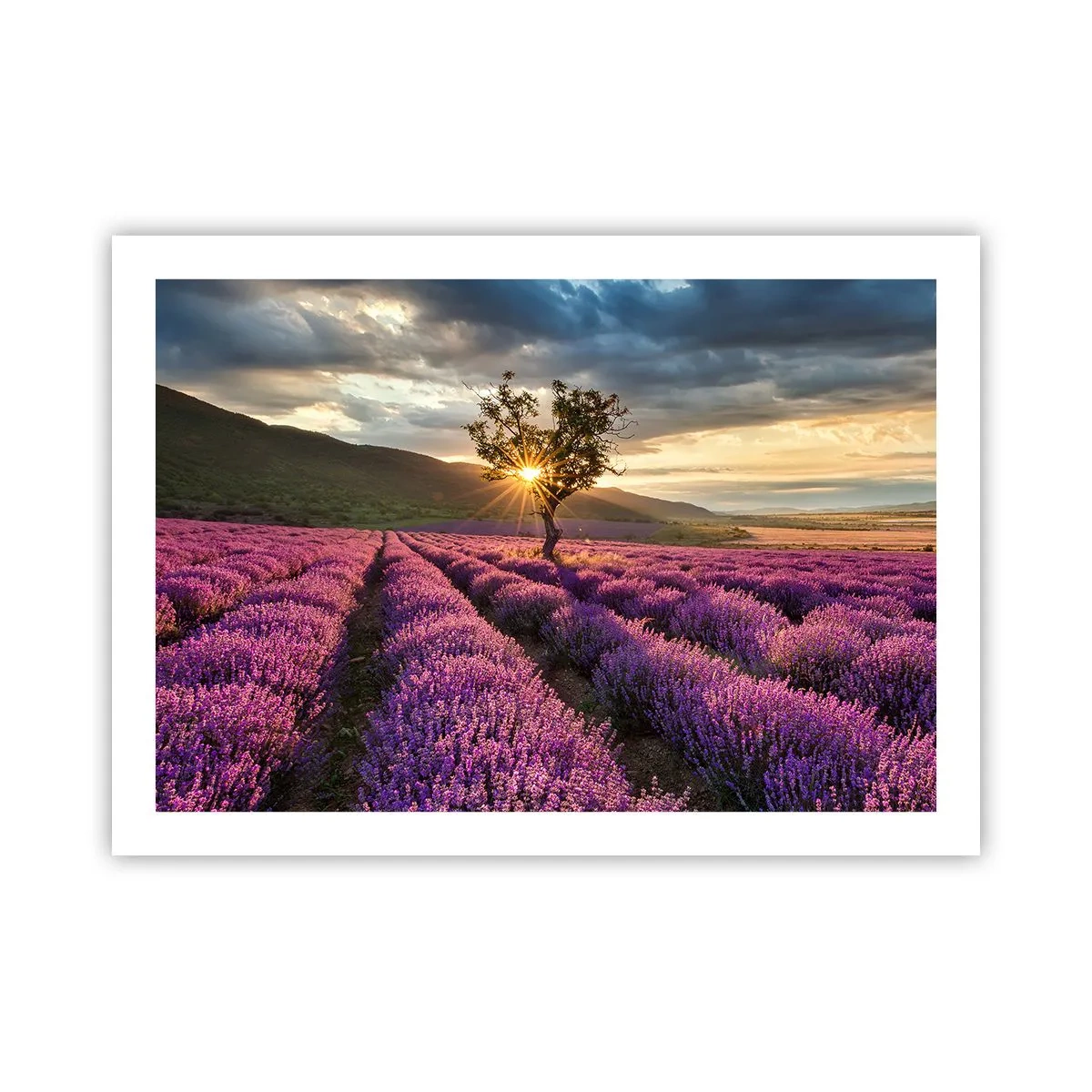 Plakát - Aroma v barvě lila - 70x50 cm