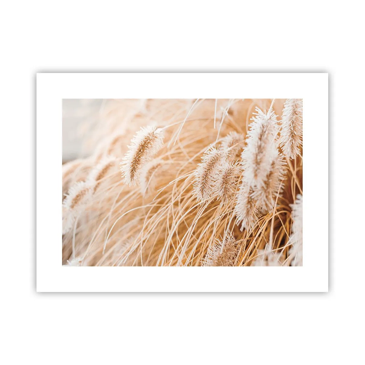 Plakát - Zlaté šustění travin - 40x30 cm