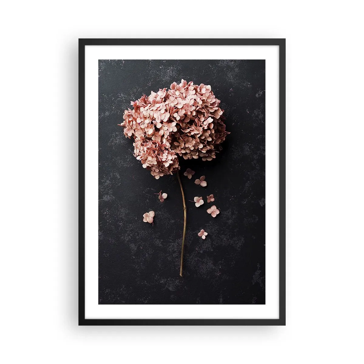 Plakát v černém rámu - Sušená hortenzie na černém pozadí - 50x70cm - Skutečně romantické znamení - Moderní nástěnná dekorace do obývacího pokoje a ložnice ARTTOR