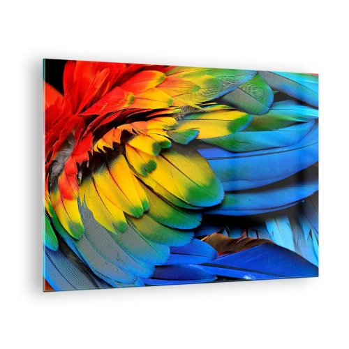 Obraz na skle - Barevné papouščí peří v intenzivních barvách duhy - 70x50cm - Nebeský pták - Moderní nástěnná dekorace do obývacího pokoje a ložnice ARTTOR