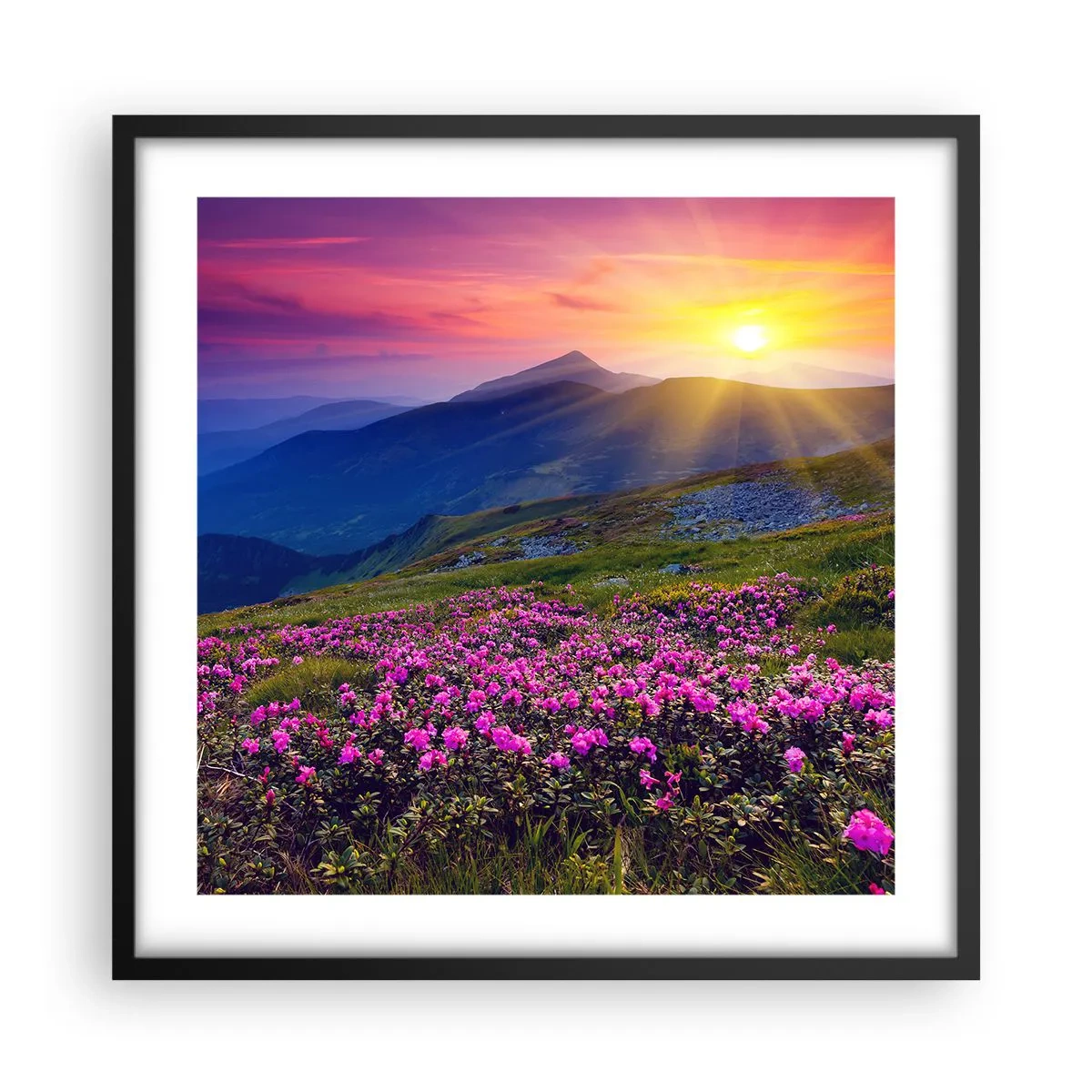 Plakát v černém rámu - …A kolem voní kosodřevina a voní byliny - 50x50 cm