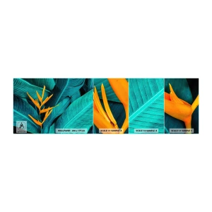 Fototapeta Vzorek Standard Eco - Rajský květ - Královská Strelitzia, Květ, Afrika - 100x30 cm