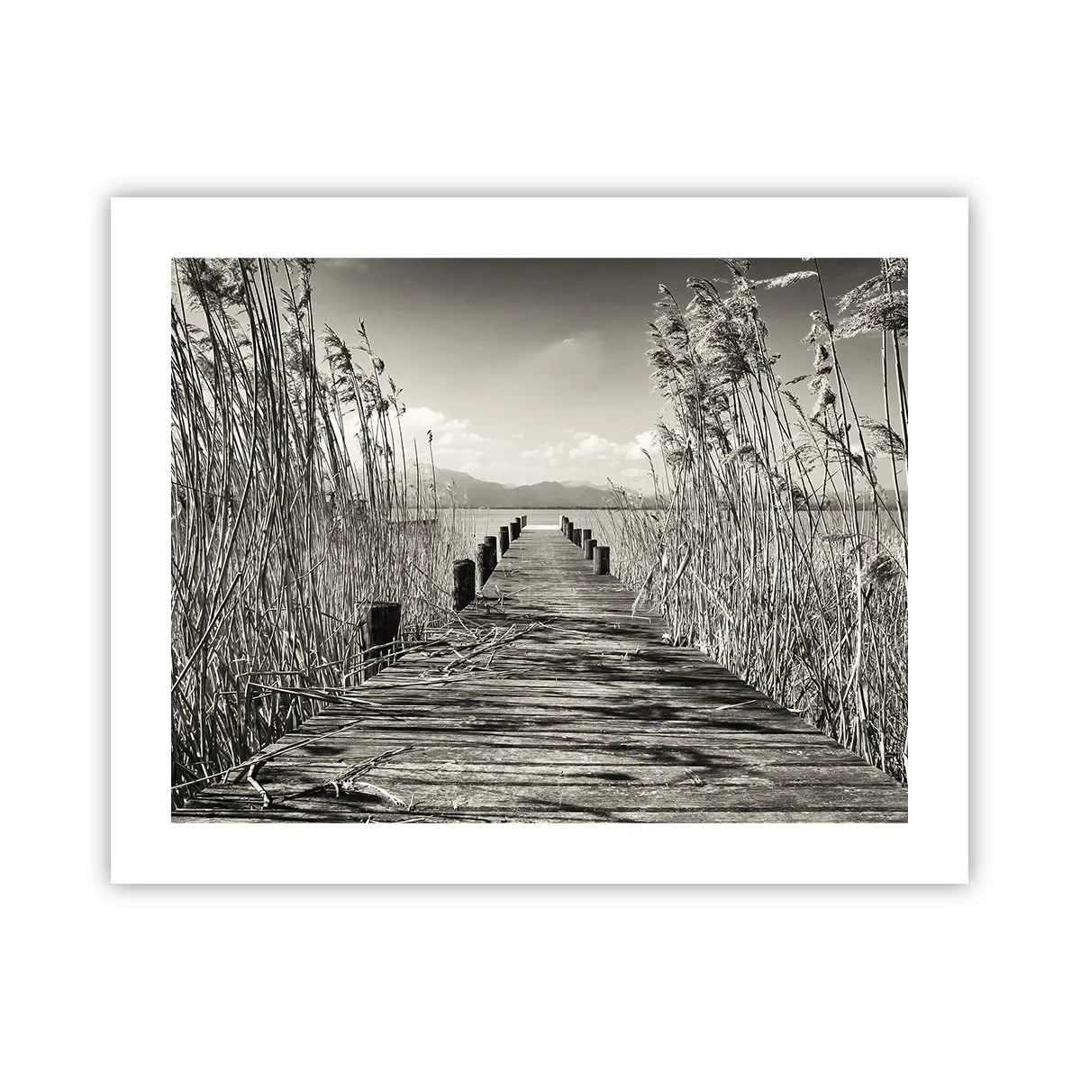 Plakát - V ústraní travin - 50x40 cm