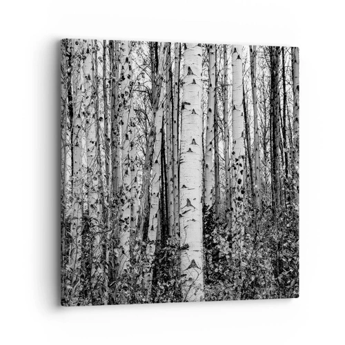 Obraz na plátně - Březová kolonáda - 30x30 cm